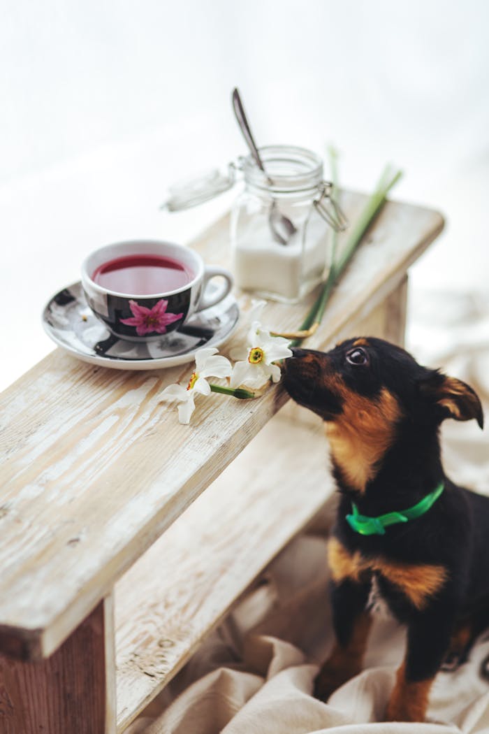 about-02 Adorable puppy exploring a daffodil on a rustic wooden bench with tea and sugar.