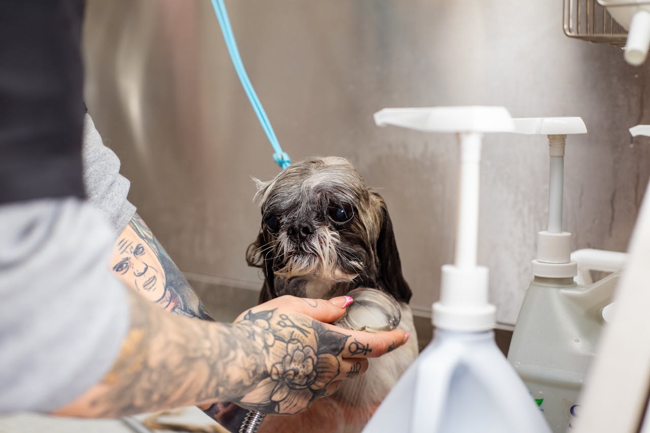 about-05 A Shih Tzu getting a bath by a tattooed groomer in a professional setting. Pet care in action.