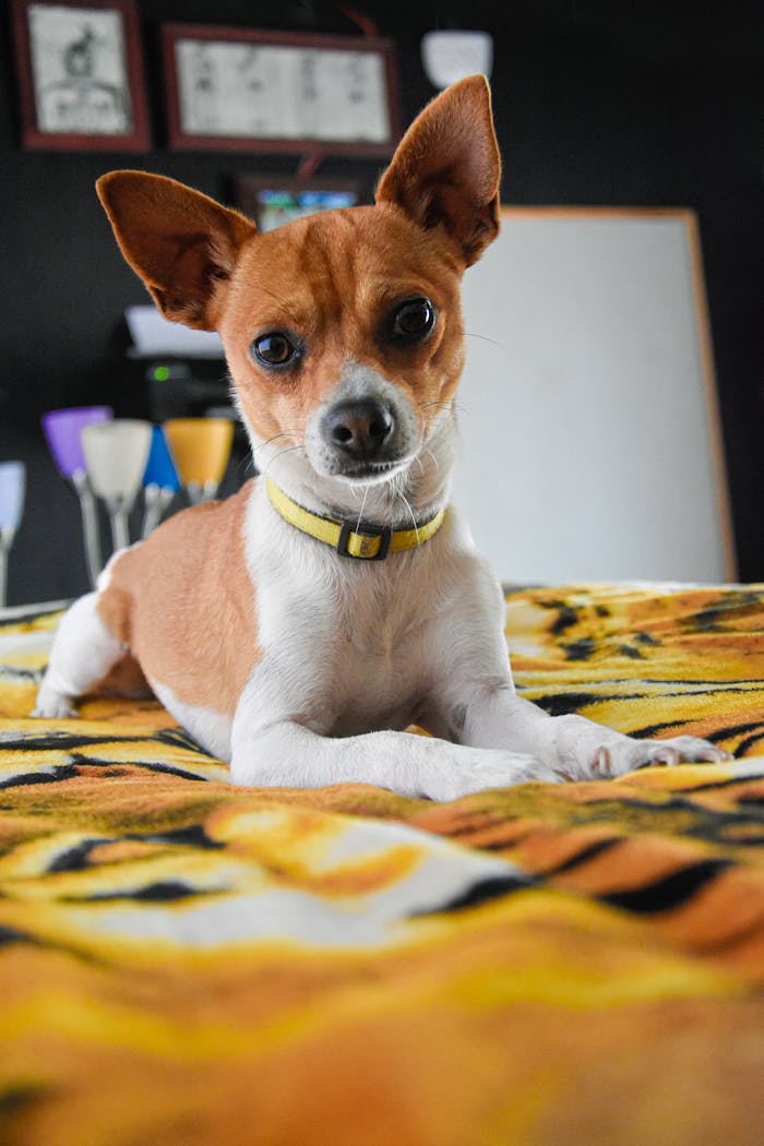 Chihuahua puppy with a collar posing on a colorful blanket in a cozy indoor setting.